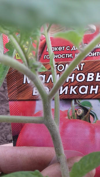 рорпо