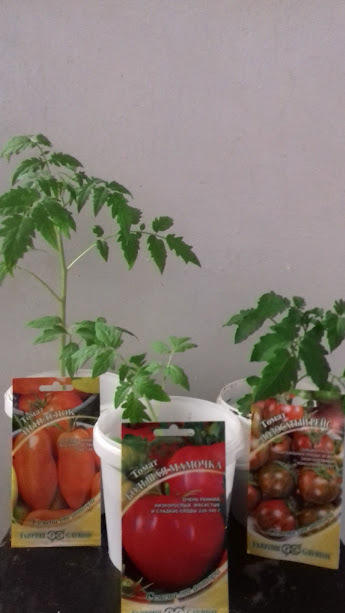 Посев в один день,что значит разные сорта