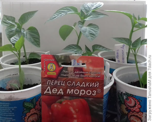 иьиьт