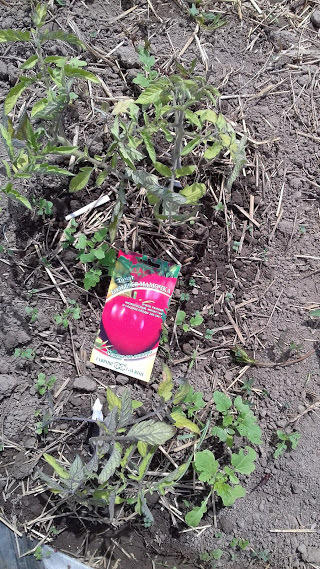 3 июня