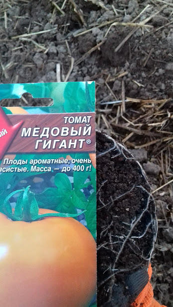 корневая