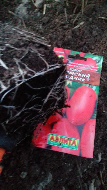 корневая