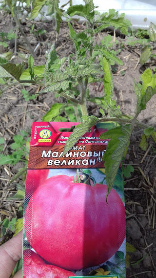 3 июня открытый грунт