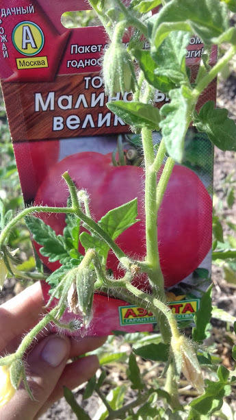 26 июня