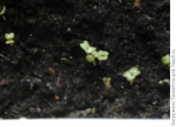 Рукола взошла