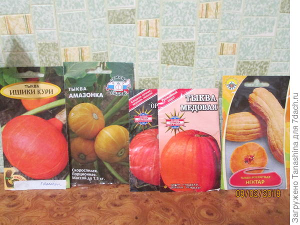 Ещё мои любимицы- тыквы.Яркость,красота, разнообразие!Очень люблю тыквенный кекс, пирог с тыквой и печёную тыкву. Сажаю прямо на компостную кучу и мульчирую.Растет замечательно.Мускатная хороша по вкусу,но длинные плети,поэтому пускаю её вдоль забора.А Ишики Кури хороша тем,что небольшая порционная,удобно использовать.