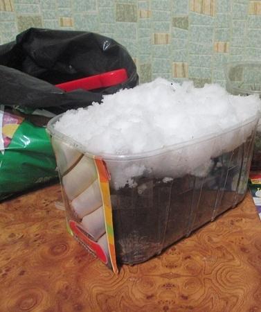 Лук порей. 11.02.2018г.