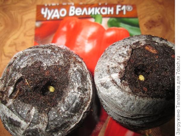 Думаю, что этот размер таблеток не подходит для выращивания рассады перцев.
