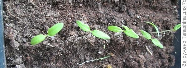 пришла весна.