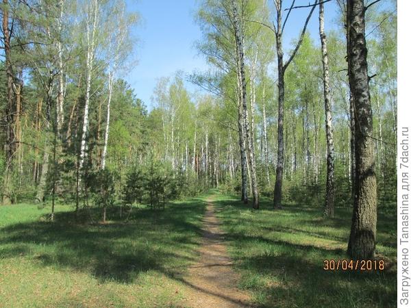 Потоптаных грибниками