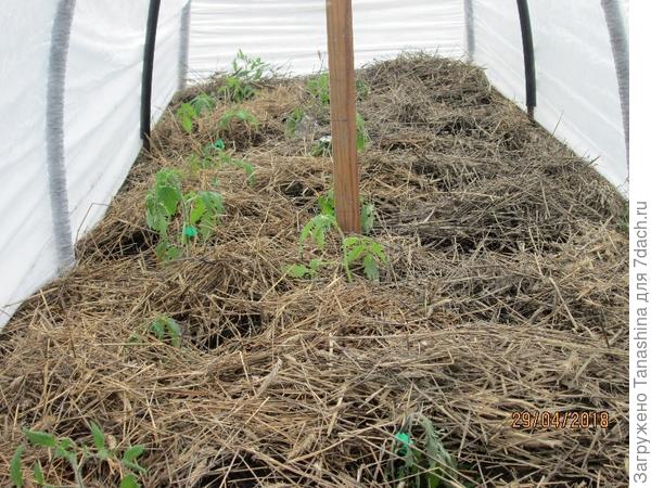 Накрыла грядку спондбондом