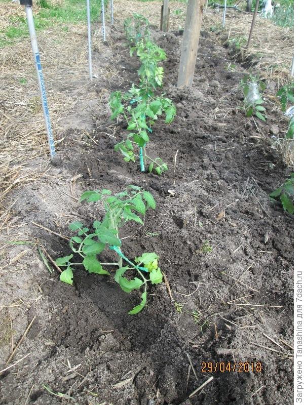 4 растения на один квадратный метр