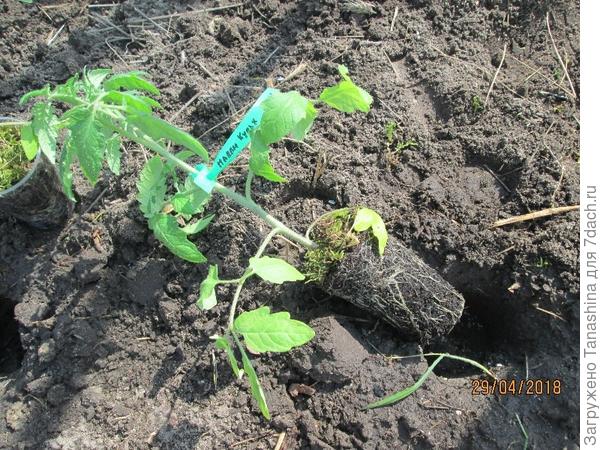 корневая система хорошая