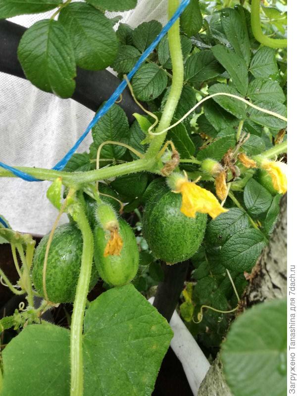 Вот сегодня такие