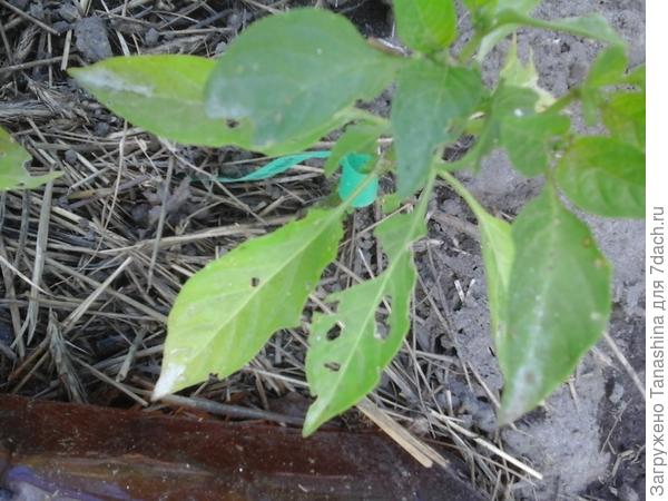 Вот как пострадали мои перчики от слизней.Борюсь опылением табачной пыли с золой