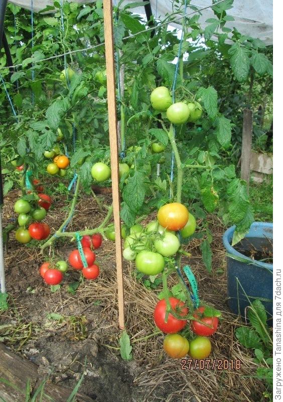первый куст