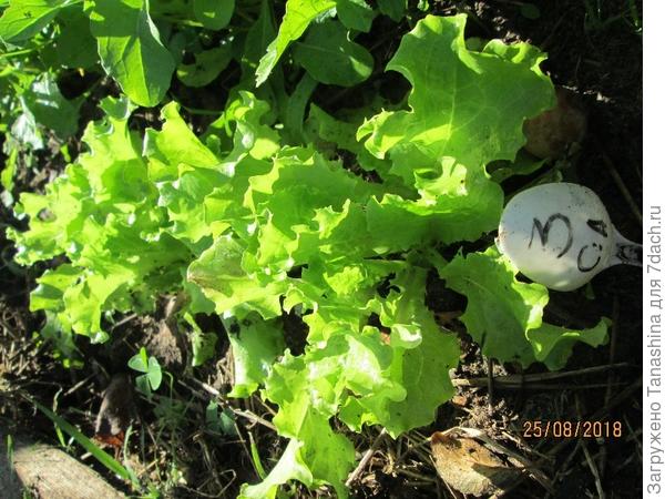 уже можно собирать урожай