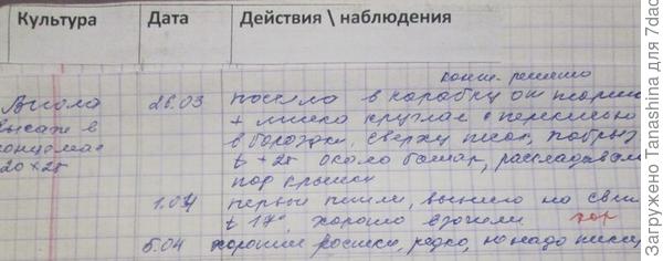 Я в прошлом году без стратификации виолу сеяла.Все хорошо получилось.
