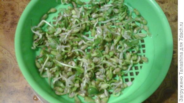 Можно выращивать в ситечке от детского песочного набора