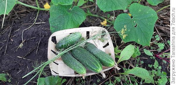 первый урожай