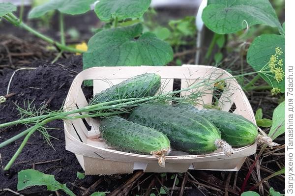 Очень красивые огурцы Кураж