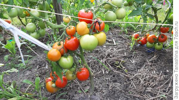 Ветка от Любаши