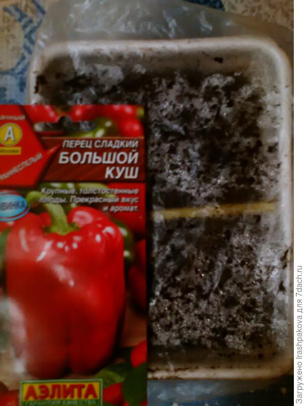 Олд