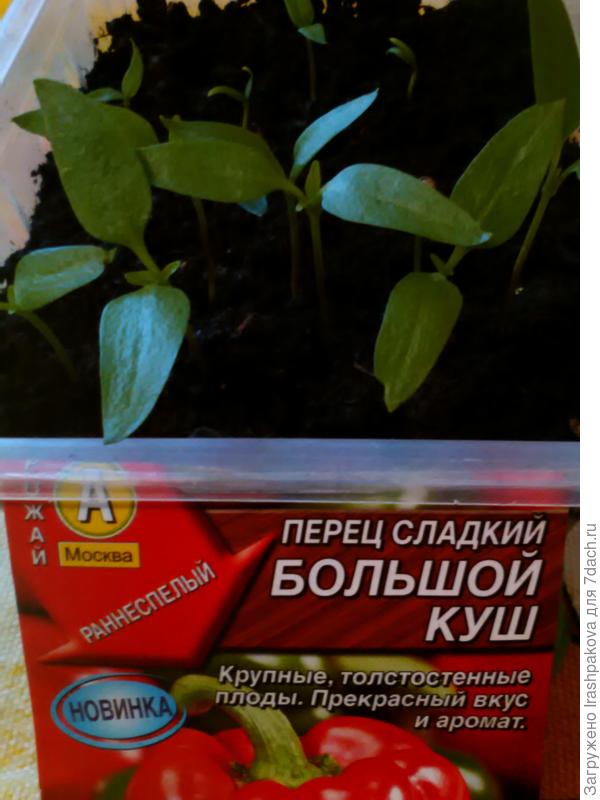 Шш