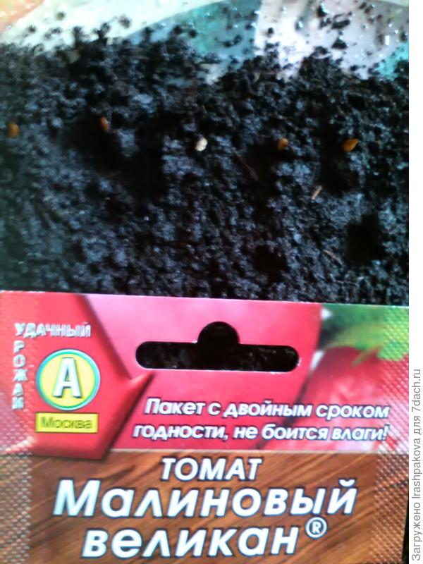 Проращивание