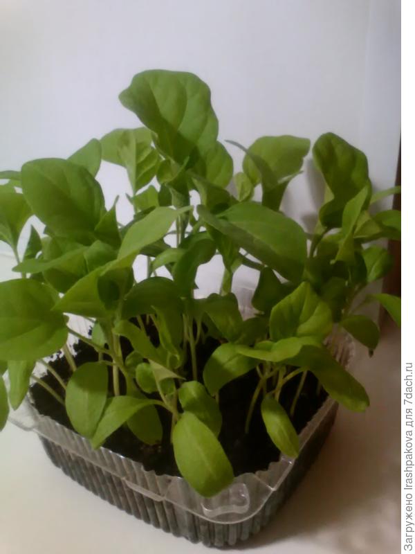 Вот рассада баклажан из собранных семян в 2016 году