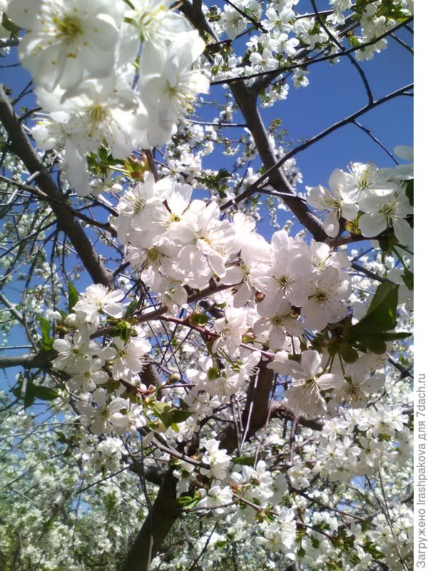 Цвела как всегда обильно, посмотрю сколько ягод в этом году будет