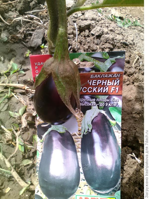 Плодоношение