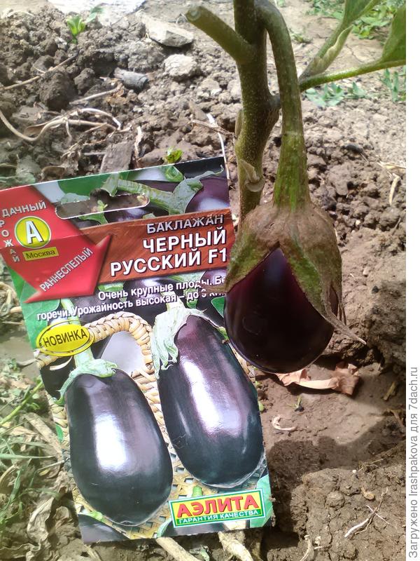 Плодоношение