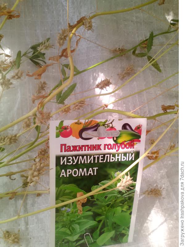 Сбор