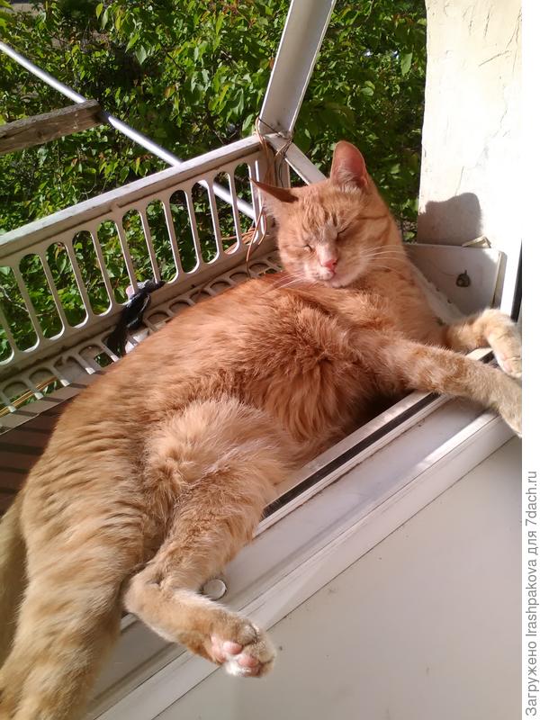 Вот только на балкончике лежу, греюсь.