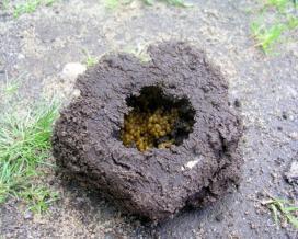 гнездо медведки