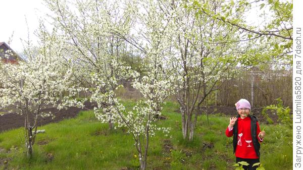 Цветущие сливы