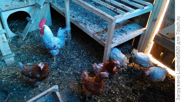 Предводитель всех!- наш Петр!