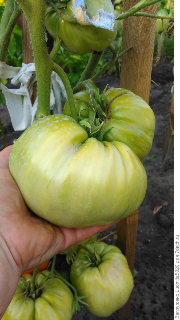 Бычье сердце( Татарстан, сорт)