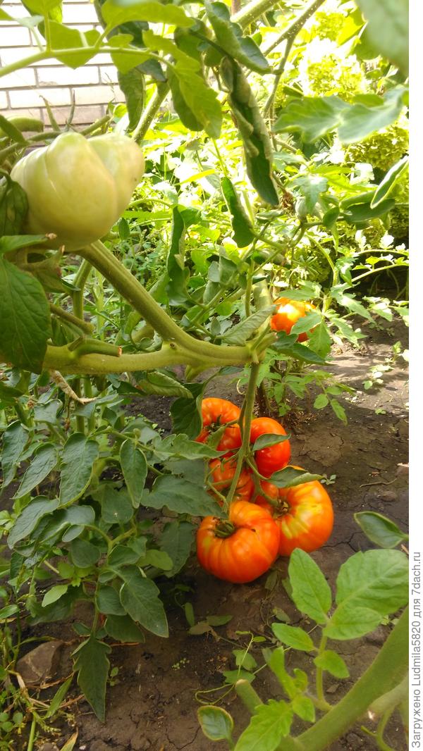 Томат неизвестный( сорт)