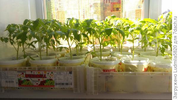 Рассада томатов после 2- рой пикировки