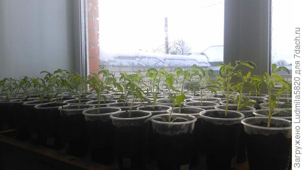 Рассада томатов