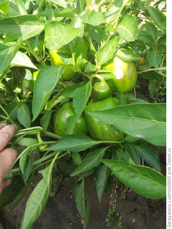 Перец Морозко