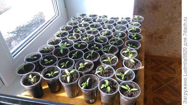 Рассада томатов