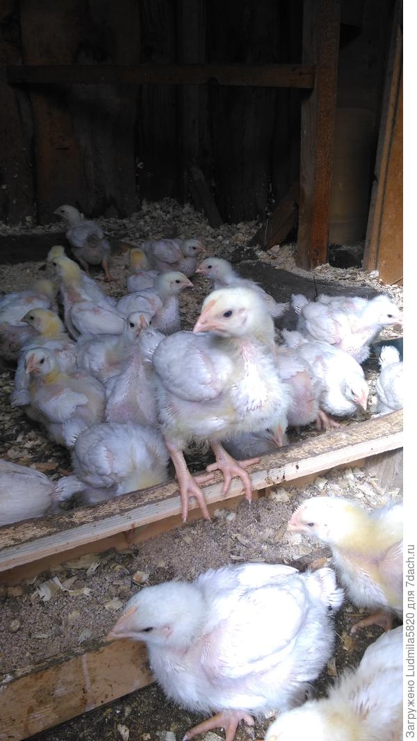 Наши бройлера