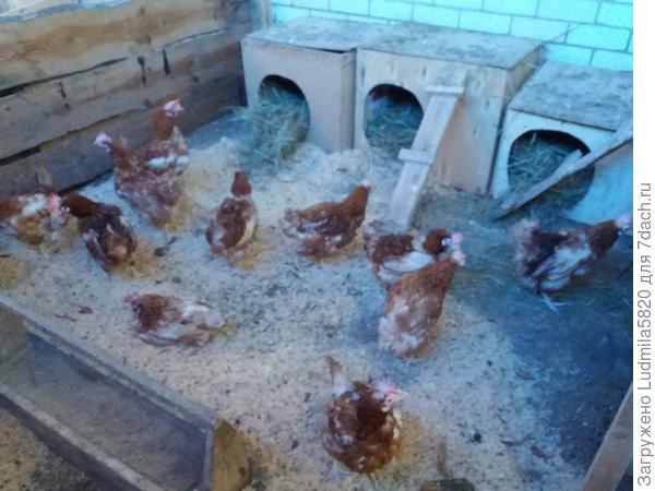 Курочки несушки