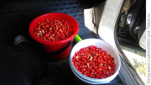 Земляника на варенье