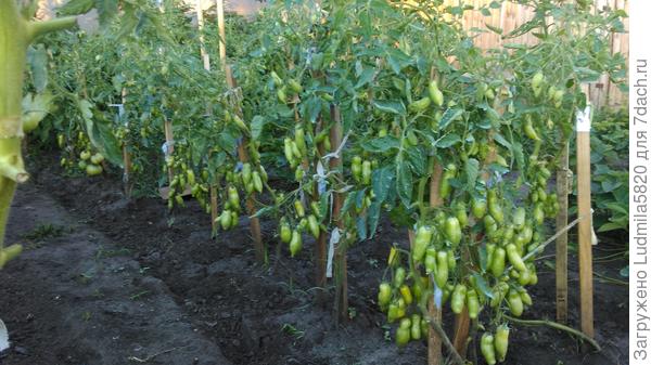 Томат Банановые ноги(сорт)