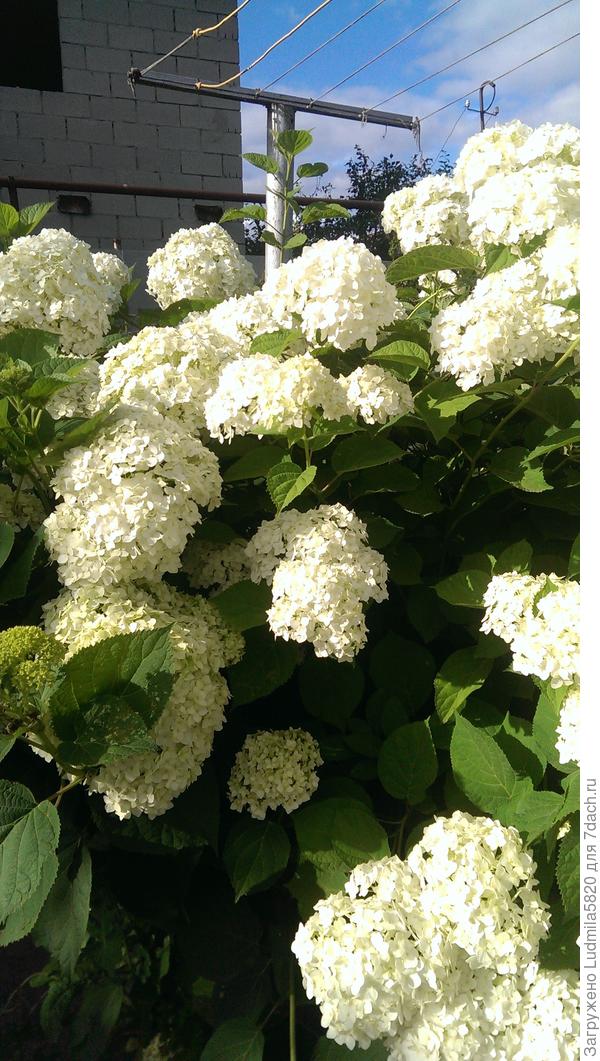 Гортензия