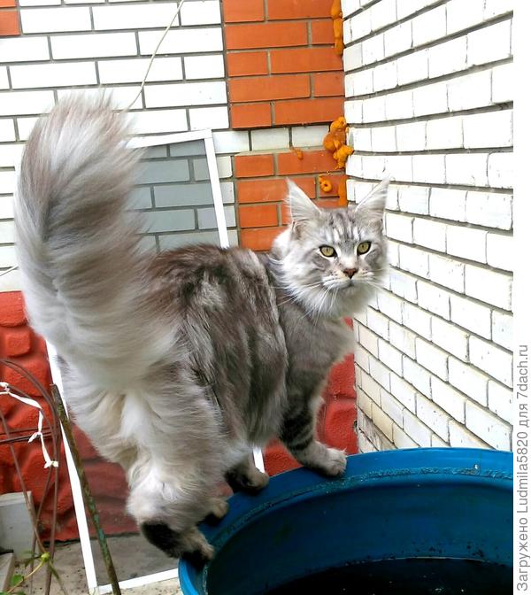 Любимец мейн кун Тихон